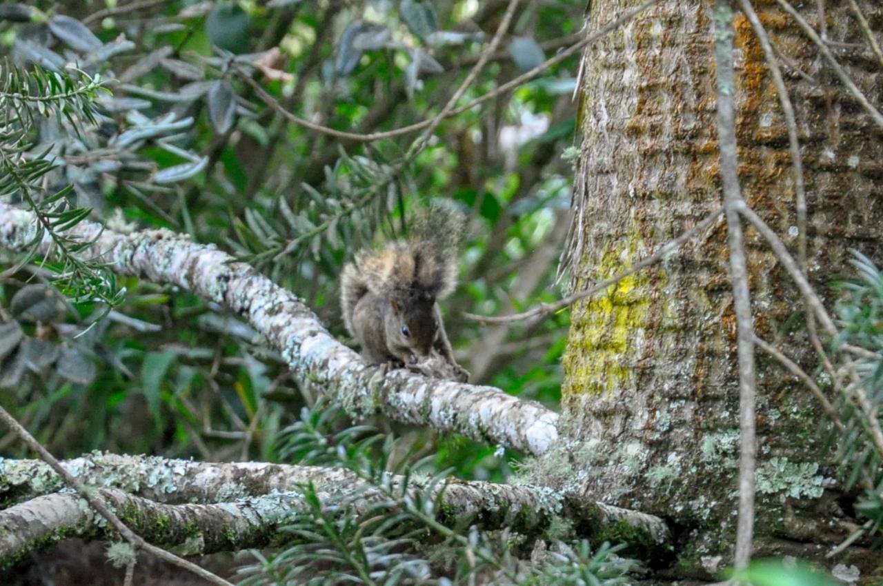 Pousada Confraria Da Terra Campos do Jordão Exteriér fotografie